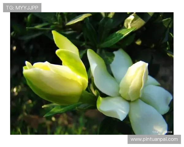 栀子花开的季节里,我们与爱情与成长一起走过的故事 栀子花开的季节里,我们与爱情与成长一起走过的故事
